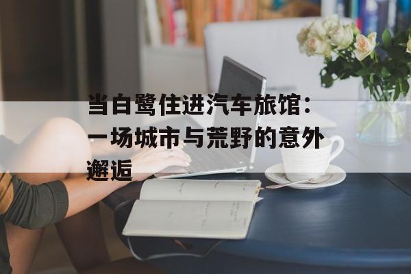 当白鹭住进汽车旅馆：一场城市与荒野的意外邂逅-第1张图片-